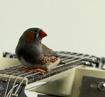 "Les Oiseaux de Céleste", video still of work by Céleste Boursier-Mougenot